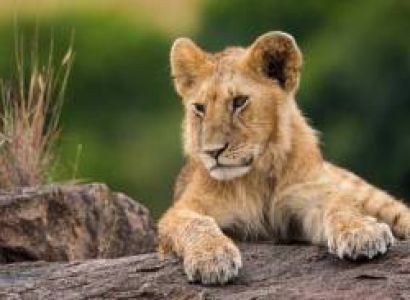 3 Days - 2 Nights Maasai Mara Tour Package