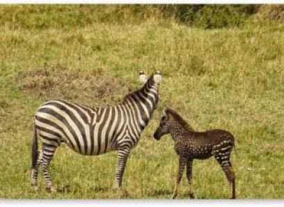 4 Days 3 Nights Nakuru - Maasai Mara Tour