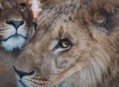 Murchison Falls National Park