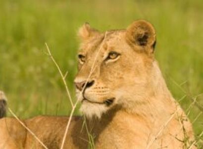 Queen Elizabeth National Park