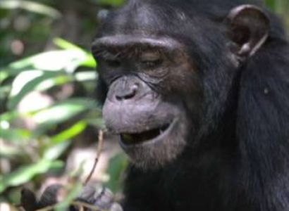 Kibale Forest National Park