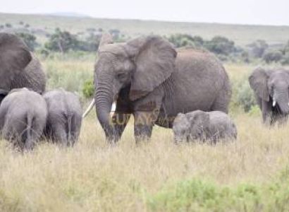 3 DAYS 2 NIGHTS MAASAI MARA PACKAGE