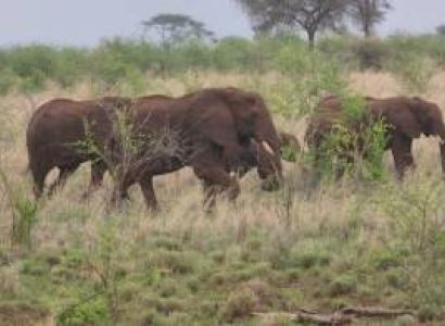 6 Nights 7 Days Kenya Visit Amboseli|maasai Mara| Naivasha| Nairobi