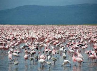 4 Days Nakuru - Masai Mara Luxury Lodges Tour