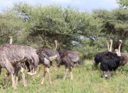 3 Days Wildlife Safaris