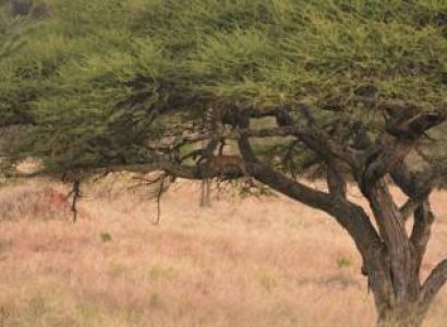 4 Days wildlife safaris