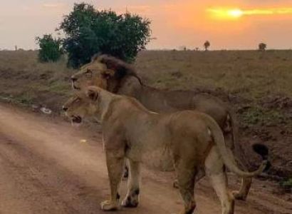 3 Days - 2 Nights Amboseli National Park Wild Luxury Tour