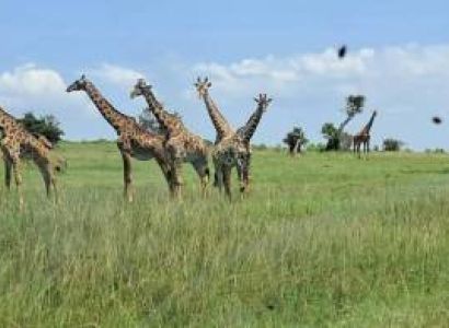 7 Days - 6 Nights Wild Bush Safari To Kenya Tour