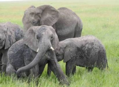 4 Days - 3 Nights Luxury Tour - Safari To Masai Mara Game Reserve