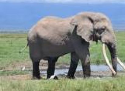 7 Days - 6 Nights Wild Bush Safari Tour