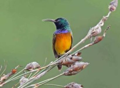 Birding Adventure 7 Days - 6 Nights Tour