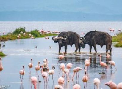6 Days 5 Nights Bogoria - Nakuru - Mara - Naivasha Safari Tour
