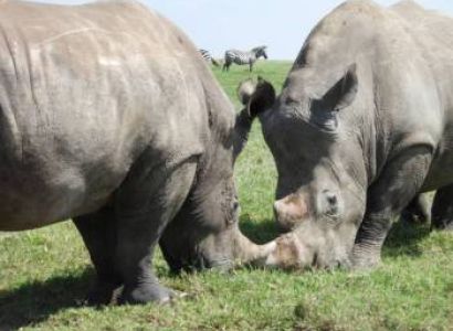 5 Days 4 Nights Masai Mara - Lake Nakuru - Lake Naivasha Budget Safari Tour