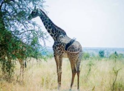 The Best 0 Nights 1 Day Ngorongoro Crater Safari