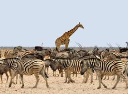 5 Days 4 Nights Tarangire Serengeti Ngorongoro Crater &  Lake Manyara Safari