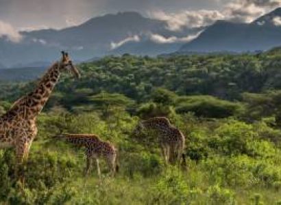 Day Trip To Arusha National Park