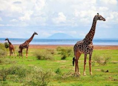 Day Trip To Lake Manyara National Park