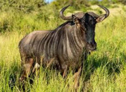 14 Days Wildebeest - GNU Tour