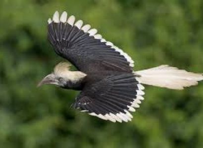 11 Days Crowned Hornbill Tour