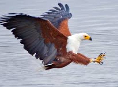 14 Days African Fish Eagle Tour