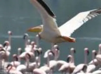 3 NIGHTS TO LAKE NAKURU & MAASAI MARA Image