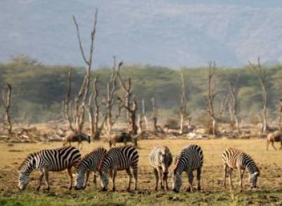 3 Days Lake Manyara And Tarangire Safari Tour