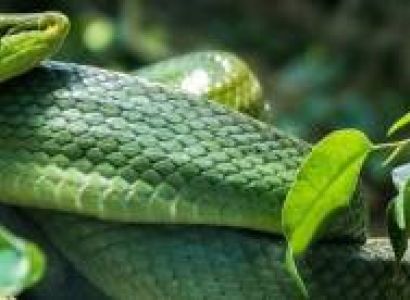 One Day Arusha Snake Park Package