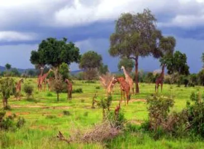 1 Day Mikumi National Park Tour