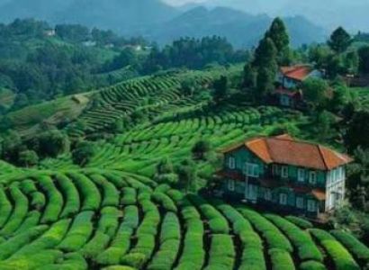 Ooty 1 Night 2 Day Hills - Gardens - Lake Magic Tour