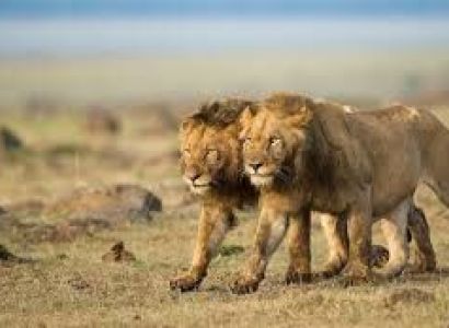 The Red Earth Safari - Tsavo East National Park Tour From The Coast