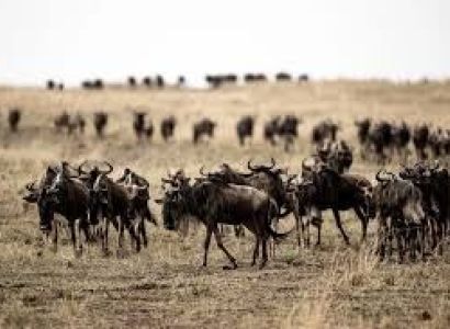 The Classic Adventure - Maasai Mara National Reserve Tour