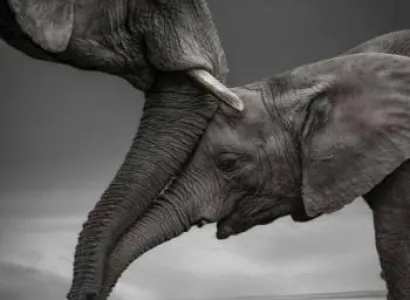 Kenya Safari 11 Days 10 Nights 4 Adults