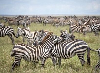 From Sky to Savannah: A 5-Day Private Safari from Kilimanjaro to Tarangire, Serengeti, Ngorongoro