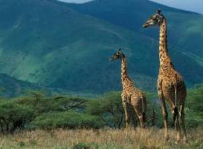 2 Days Best of Tanzania Safari From India