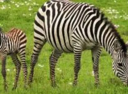 2 Days Safari - B. Tarangire - Manyara Tour