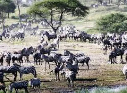 3 Days Tanzania Safari Tour