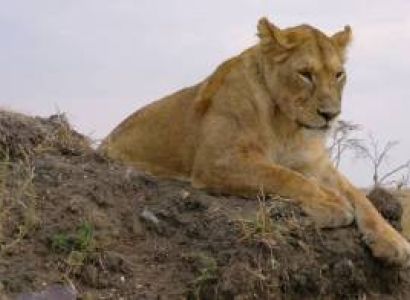 Breathtaking Drive - Fly back Safari In Serengeti Tour