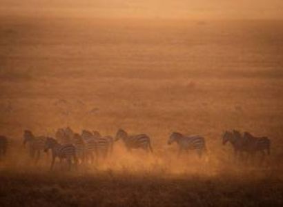 6 Days Royal Luxury Safari Tour