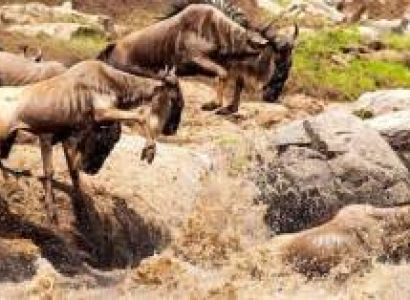 5 Days Serengeti Migration Safari Tour