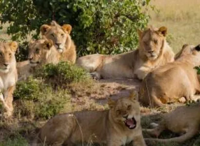 2 Days Mikumi National Park Tour