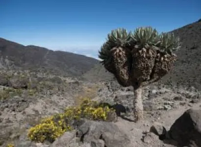 Umbwe 7 Days - 2 Hotel Nights Tour