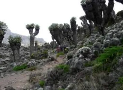 Lemosho Route 8 Days - 2 Hotel Nights Tour