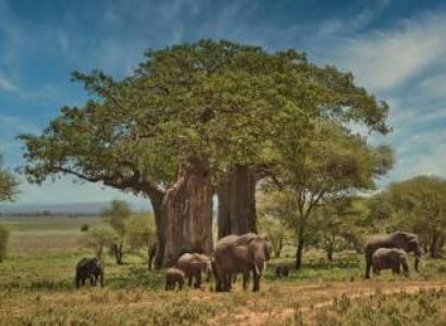 Signature Luxury Safari Safari Royale