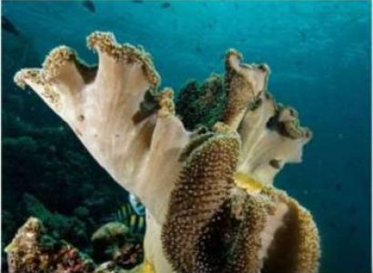 1 Day Diving Tour Package