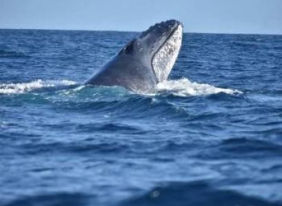 1 Day Whale Watching Tour