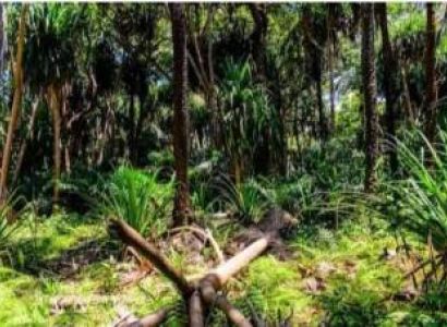 1 Day Masingini Natural Forest Tour