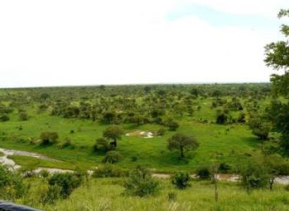 1 Day Tarangire National Park Tour