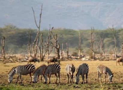 1 Day Lake Manyara National Park Tour