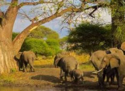 1 Day Arusha National Park Tour