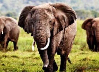 1 Day Saadani National Park Tour